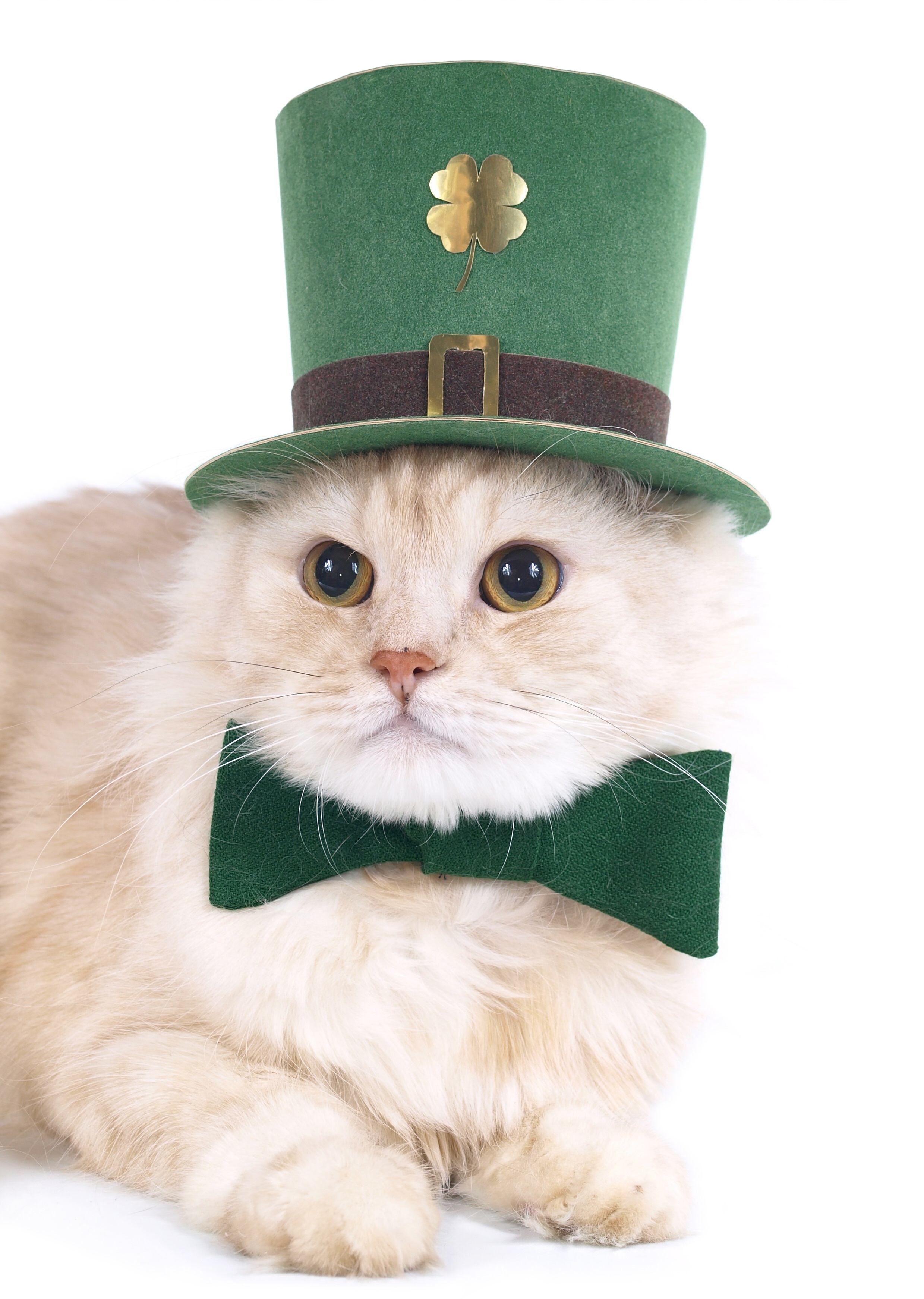 Saint Patrick's Day Cat Pictures!