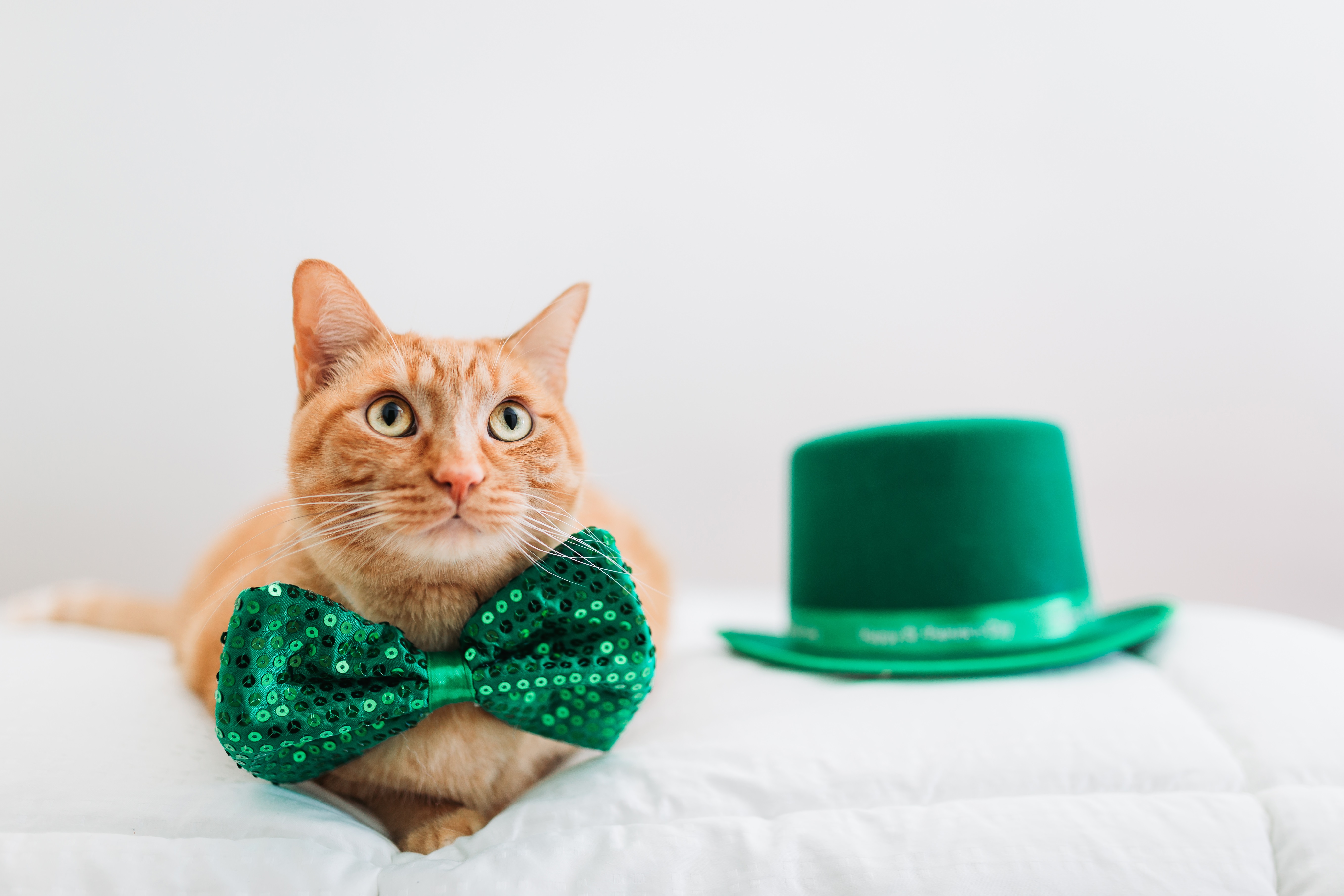Saint Patrick's Day Cat Pictures!