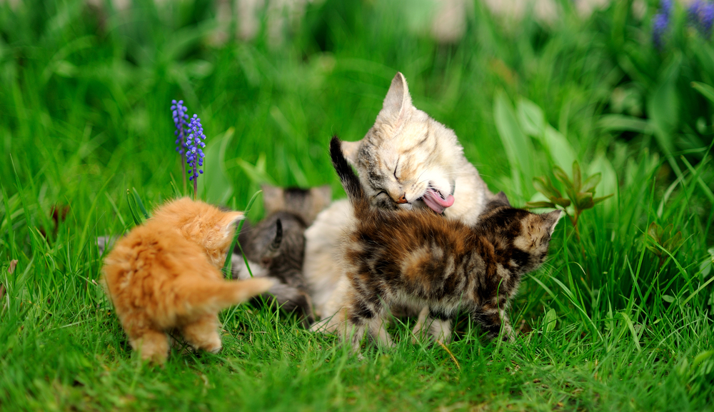 Mother's Day: Cat Moms And Their Kittens