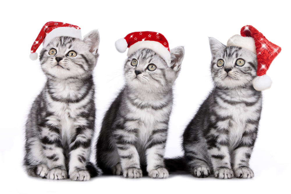 We Three Kittens Want Presents!