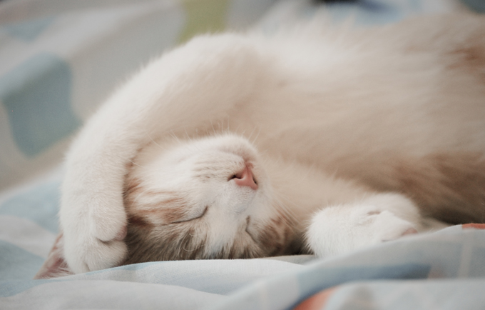 The average cat sleeps 16 to 18 hours per day.