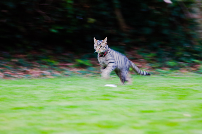 A cat can jump approximately seven times their height.