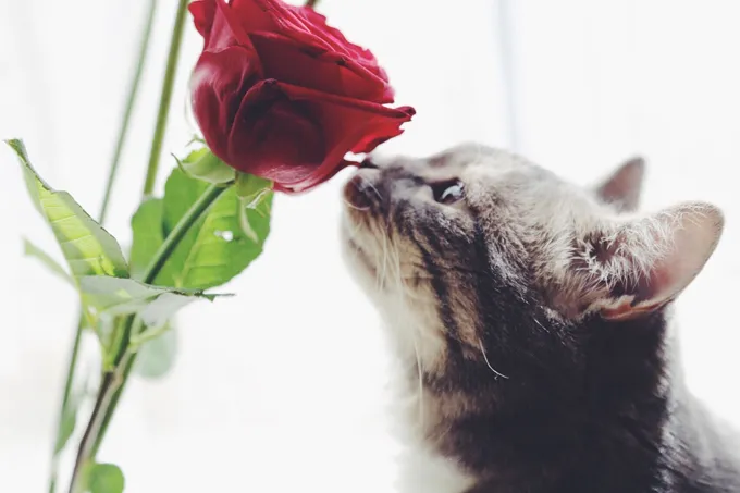 A cat's sense of smell is approximately 14 times greater than that of a human.