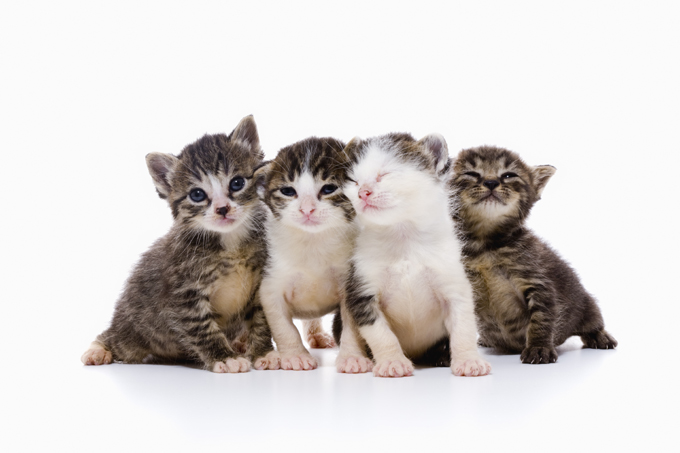 A group of kittens is called a kindle; a group of adult cats is called a clowder.