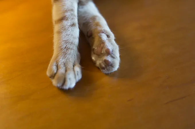 Cats have five toes on each front paw, but only four toes on each back paw. Some cats have extra toes and are called "polydactyl" cats.