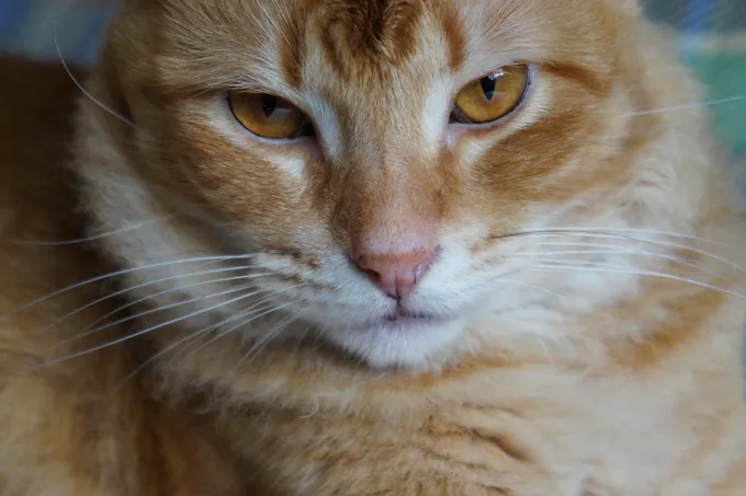 A cat's whiskers aren't just for show--they help cats detect objects and navigate in the dark.