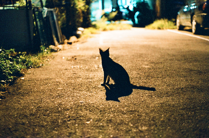 Cats cannot see in complete darkness, only at low light levels.