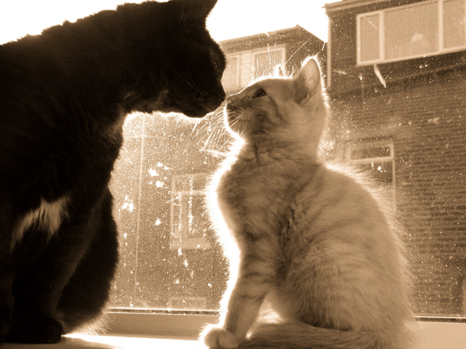 Humans greet each other by shaking hands; cats greet one another by touching their noses together.
