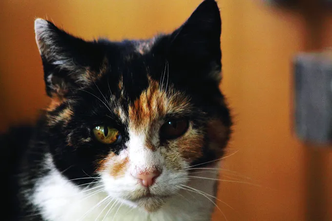 Calico cats are almost always female.