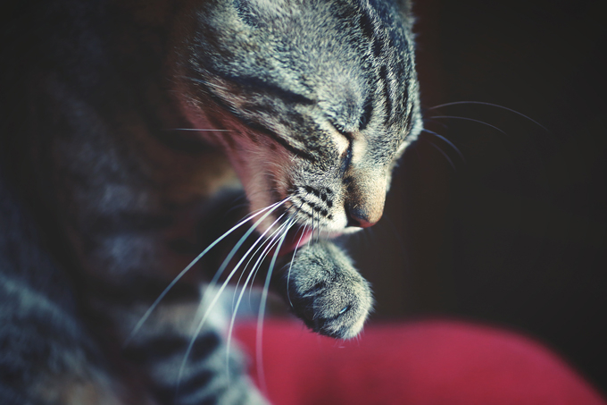Cats have sandpaper-like tongues that they use to clean and groom themselves.