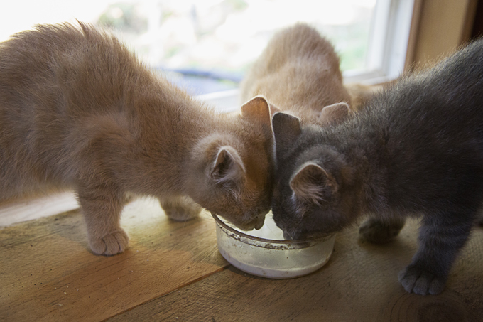 Most cats are lactose intolerant and should not be given cow's milk.