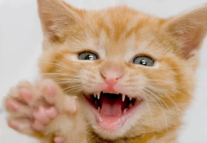 An adult cat has 30 adult teeth.