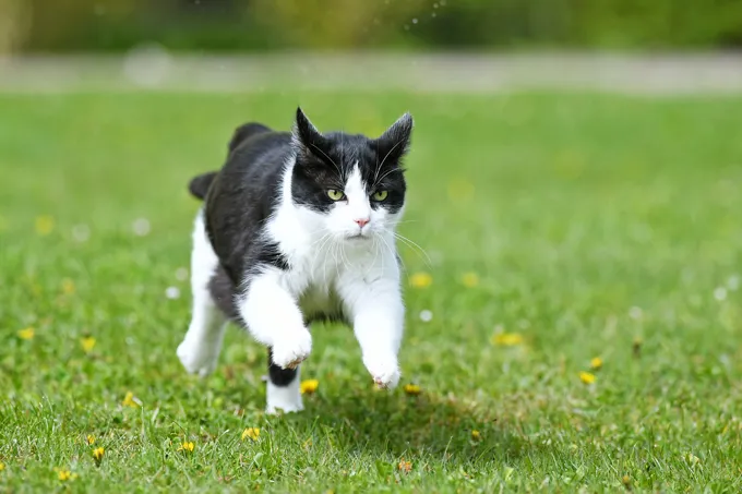 Cats can run up to 30 miles per hour.