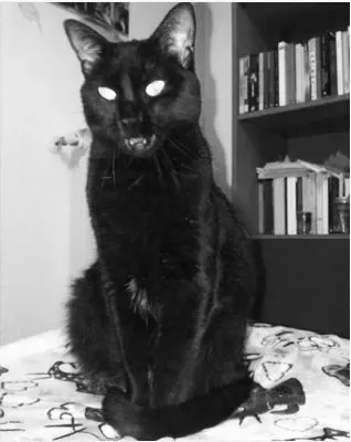 Black Cat In Black And White