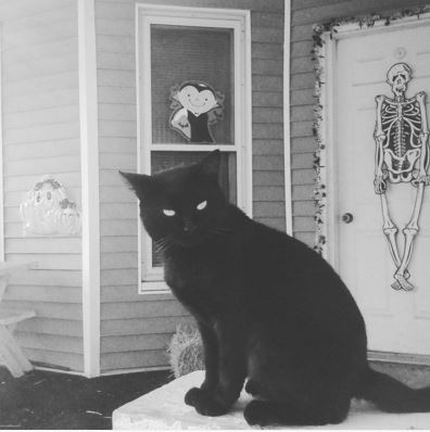 Black Cat On Halloween