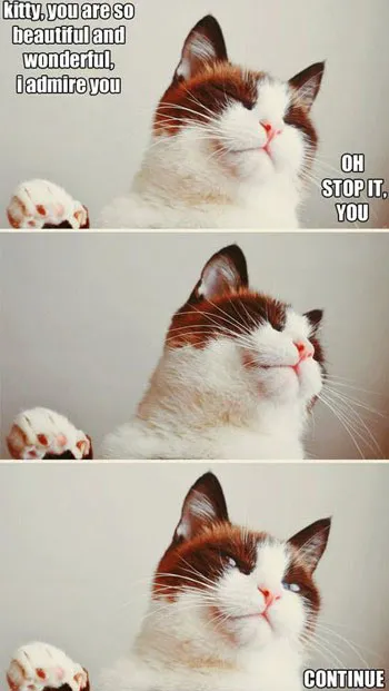 Funny Cat Memes Grab Bag Edition #26