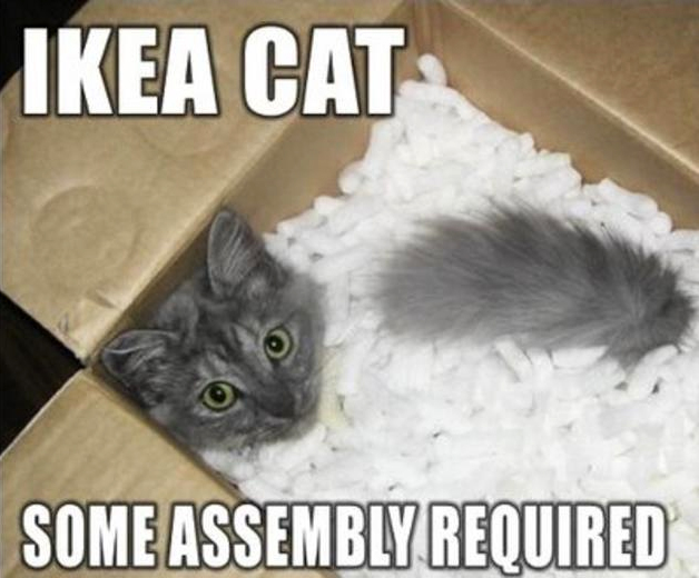 Funny Cat Memes Grab Bag Edition #36