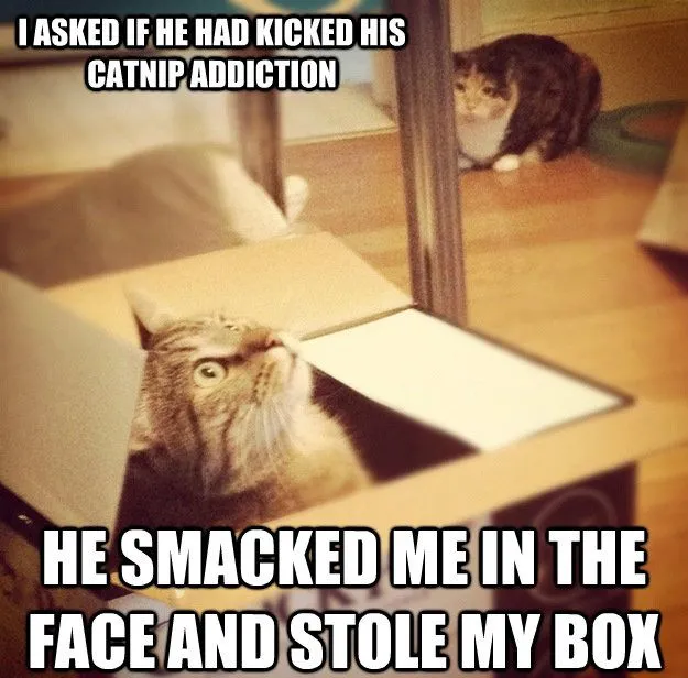 Funny Cat Memes Grab Bag Edition #37