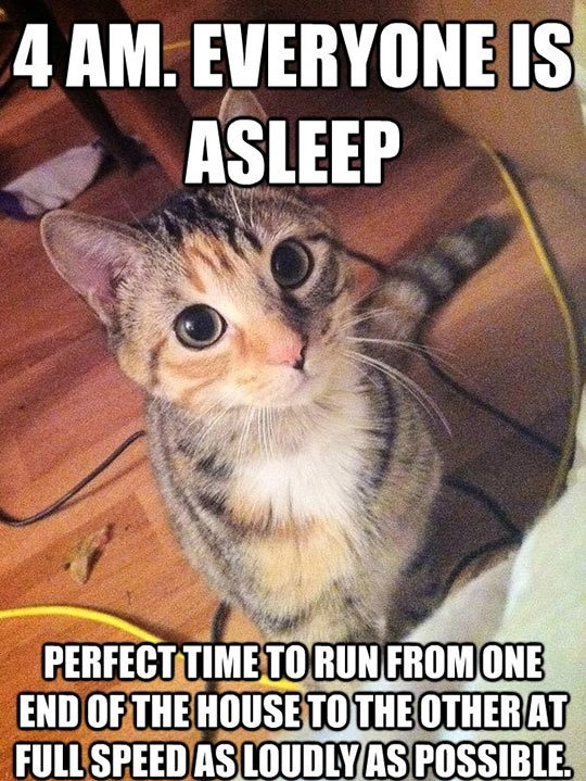 Funny Cat Memes Grab Bag Edition #38