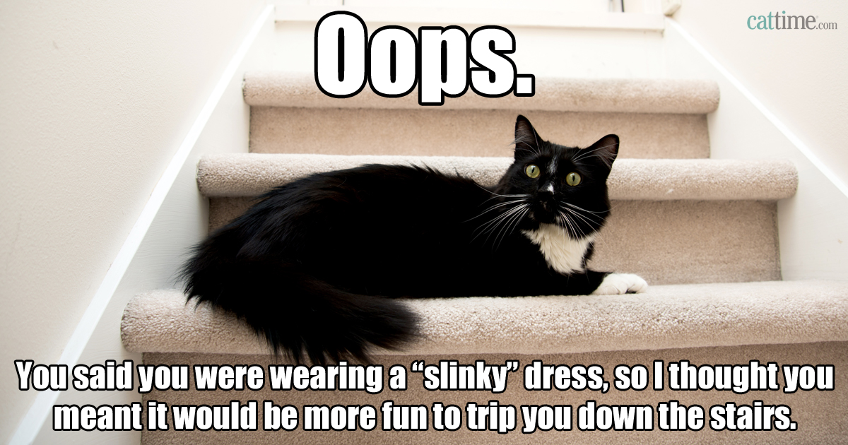 Funny Cat Memes Grab Bag Edition #41