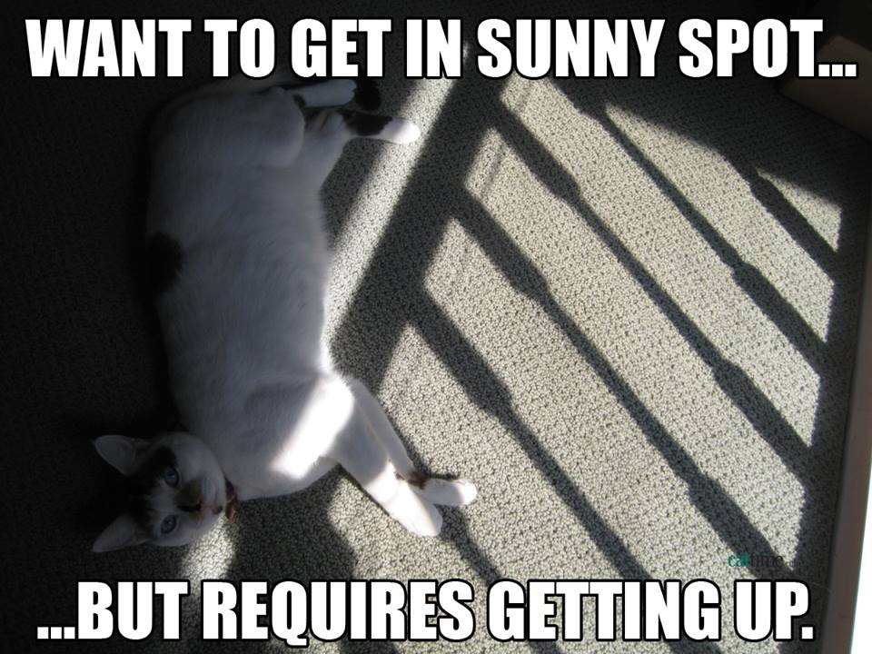 Funny Cat Memes Grab Bag Edition #48