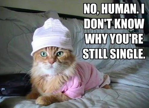 Funny Cat Memes Grab Bag Edition #17