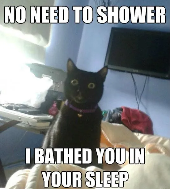 Funny Cat Memes Grab Bag Edition #16
