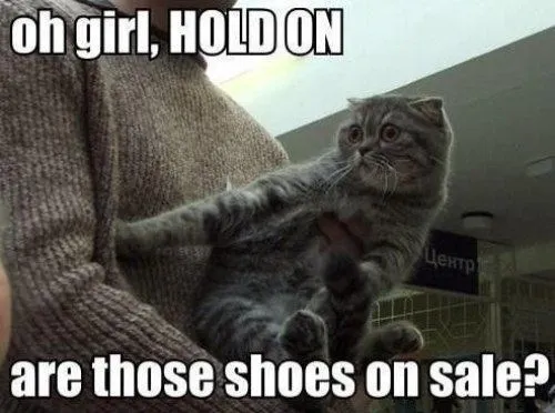 Funny Cat Memes Grab Bag Edition #13