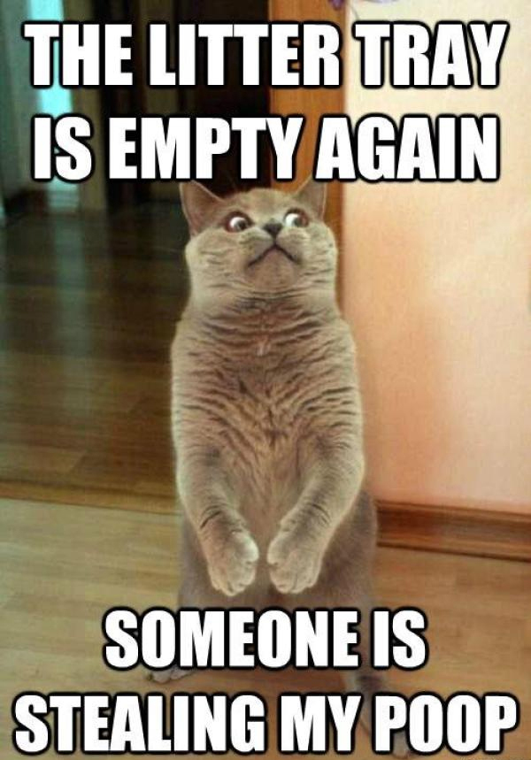Funny Cat Memes Grab Bag Edition #8