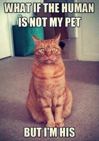 Funny Cat Memes Grab Bag Edition #1