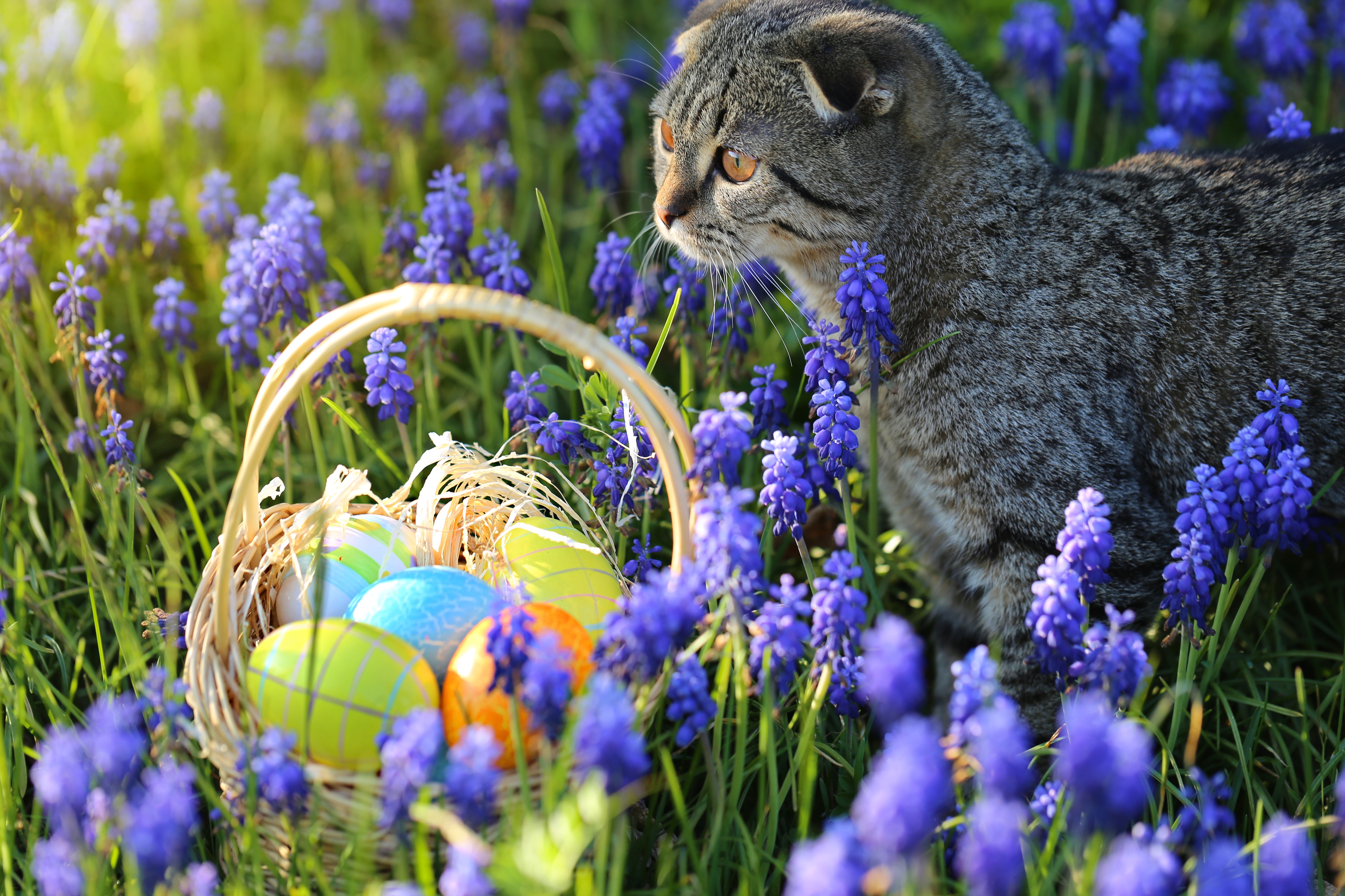 Easter Cat And Kitten Pictures