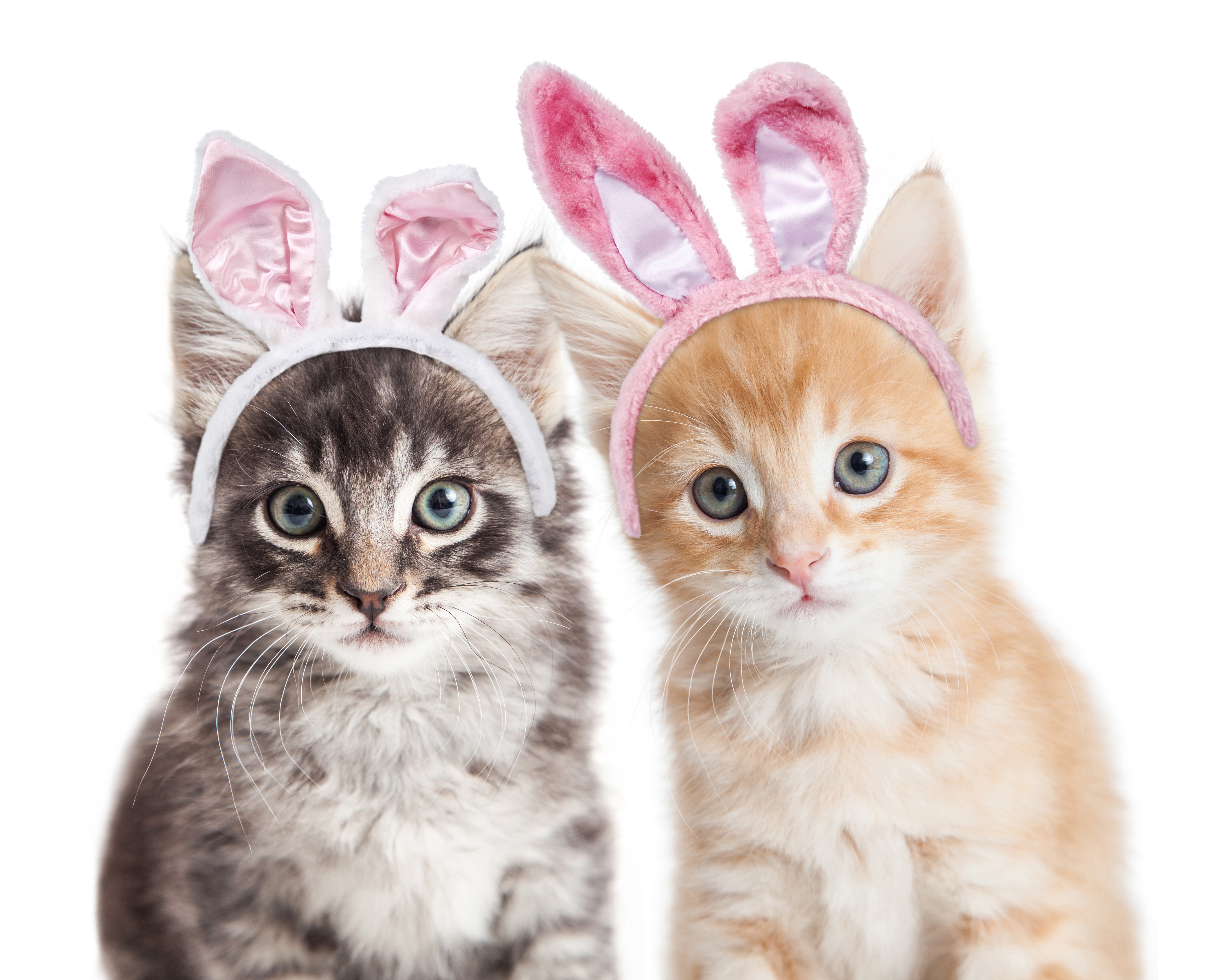 Easter Cat And Kitten Pictures