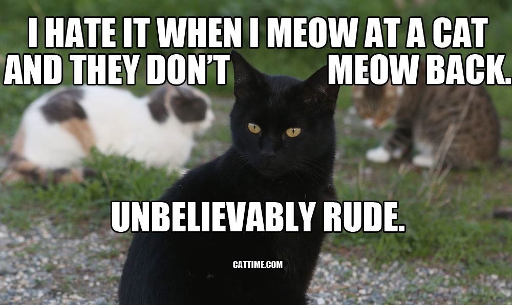 Rude Cats