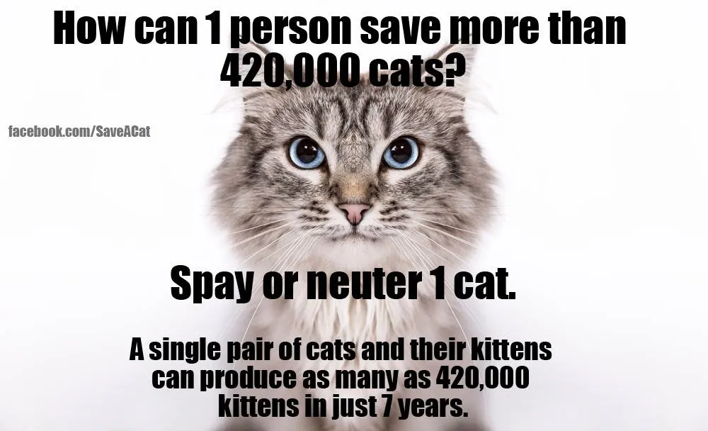 Save 420K Cats