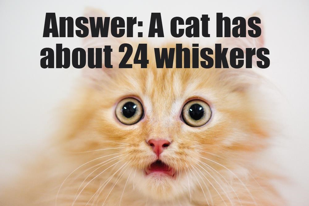 24 Whiskers
