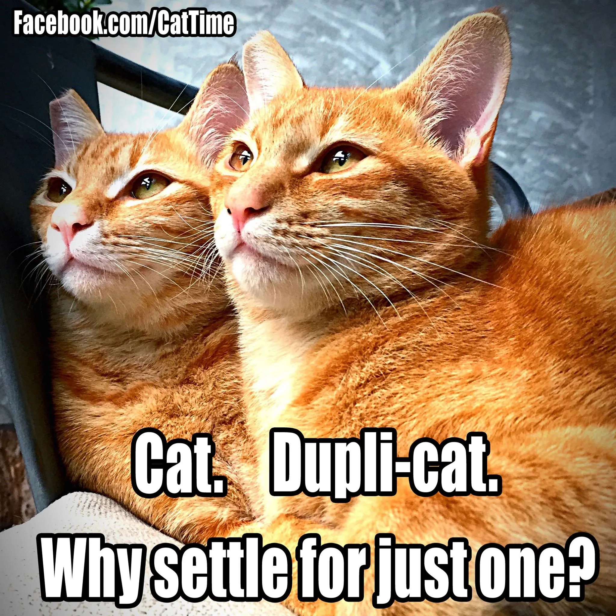 Dupli Cat