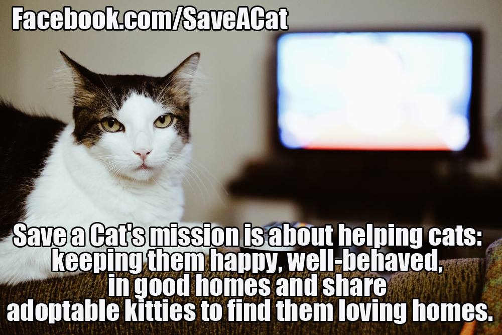 Save A Cat's Mission