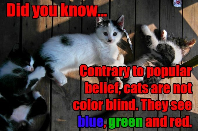 Colorblind Cats
