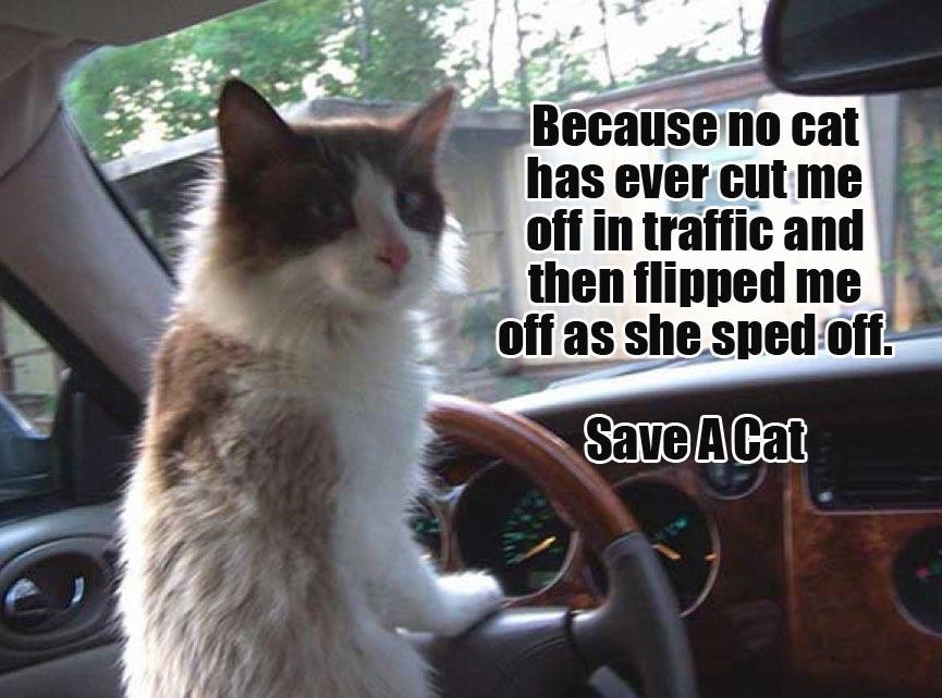 Why Save A Cat?