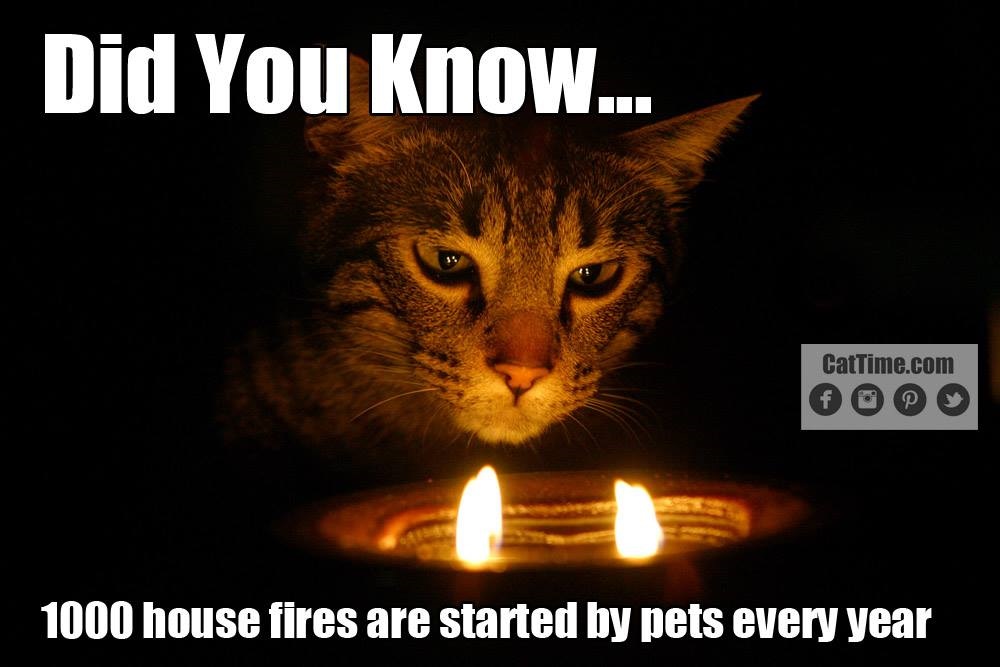 Pet House Fires