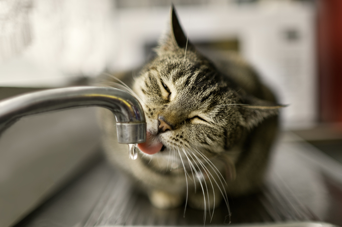 Thirsty kitty... 