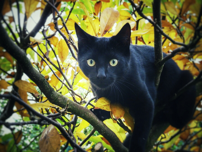 Tree climber. 