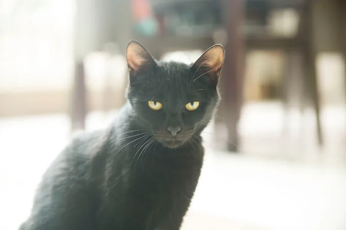 Black kitty.