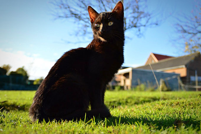 Pretty black kitty.