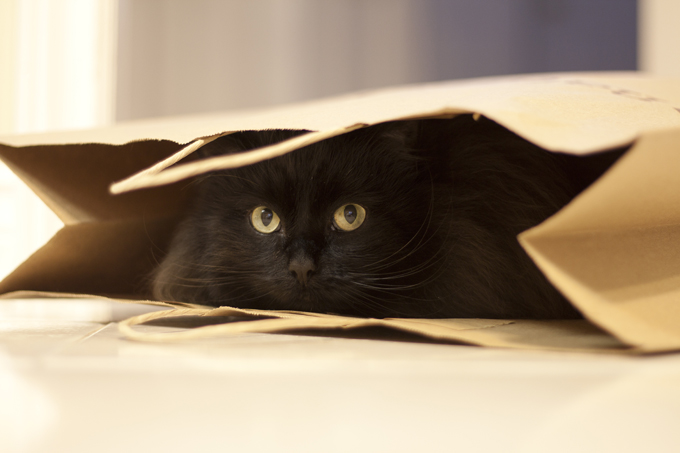 Cat in a bag. 