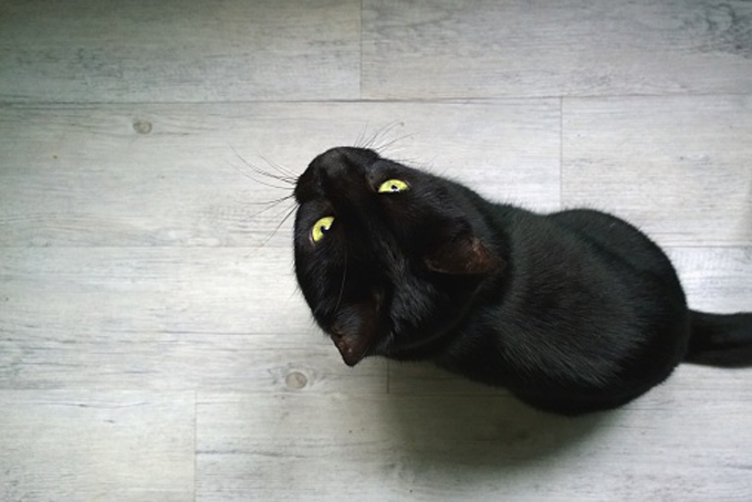 Black kitty. 