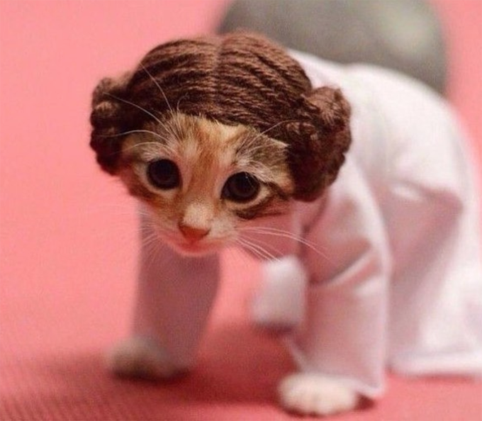 Kitten Leia 