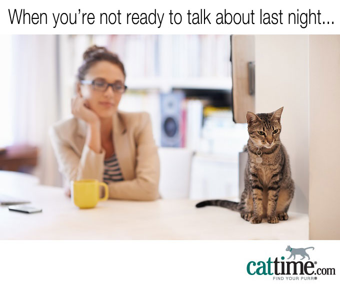 45 Funny & Relatable Cat Memes To Make Your Day Better - CatTime
