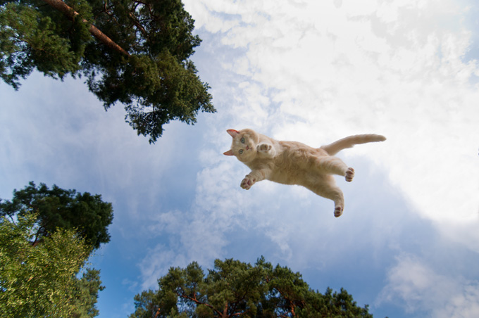 Amazing Cats In Flight Pictures