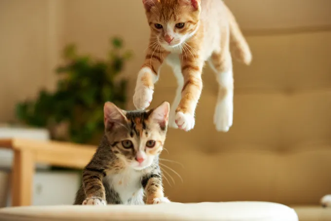 Amazing Cats In Flight Pictures